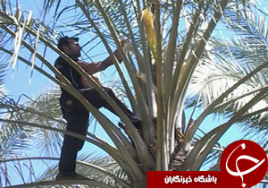 شهروندخبرنگار: گردافشانی درختان خرما در قاب تصویر