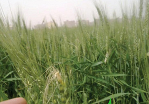 مبارزه با آفت سن غلات در سطح 77 هزار هکتار از مزارع آذربایجان غربی