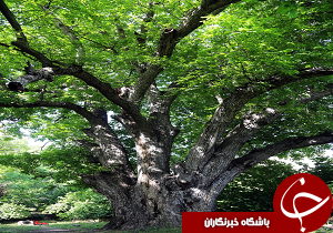 ثبت ملی دومین درخت گردوی کهنسال روستای یارود