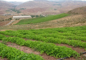 کشت ۲۵ هزار هکتار لوبیا
