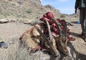 دستگیری 2 شکارچی متخلف