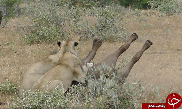 فیلمی دیدنی از فرار معجزه آسای بوفالو از چنگال شیرهای درنده