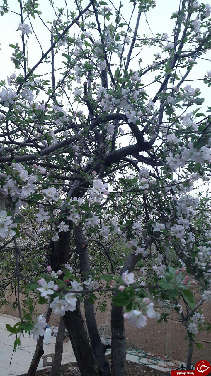 گل&zwnj;های زیبای بهاری در بهرغان + تصاویر