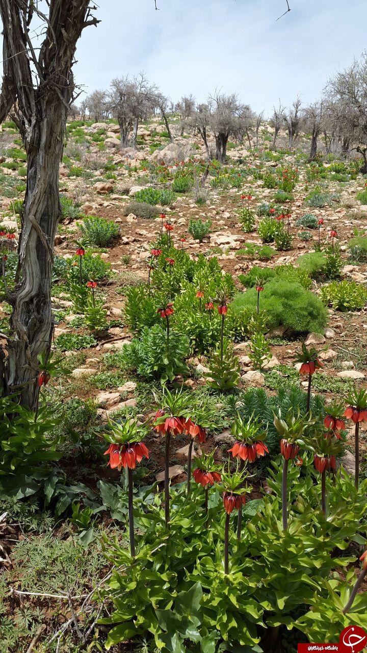 گل&zwnj;های زیبای بهاری در بهرغان + تصاویر