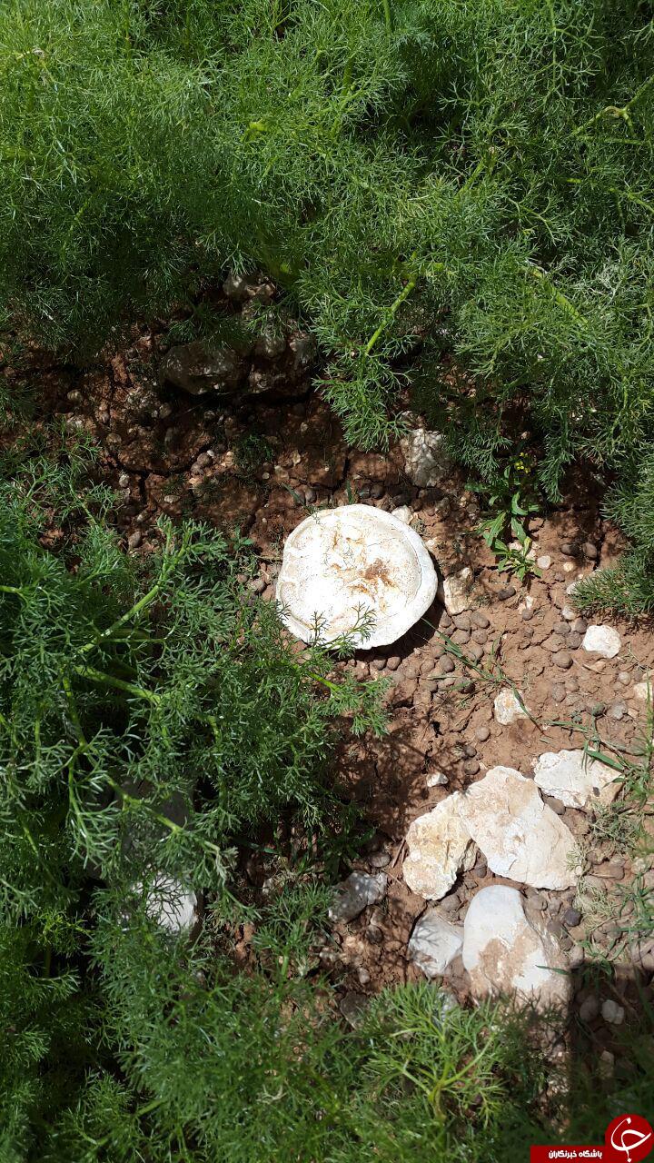 گل&zwnj;های زیبای بهاری در بهرغان + تصاویر