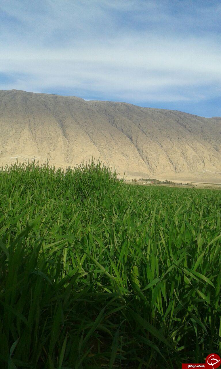 چشم اندازی از طبیعت بهاری جایدشت + تصاویر