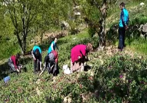 برداشت گسترده گل گاوزبان + فیلم