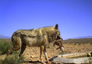 کودک یک و نیم ساله طعمه گرگ شد