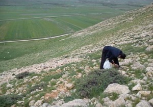 ۵۰ نوع گیاه دارویی استان در معرض انقراض هستند