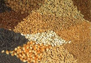 از صادرات 16 هزار تنی خوراک آماده دام چقدر ارز وارد کشور شده است؟