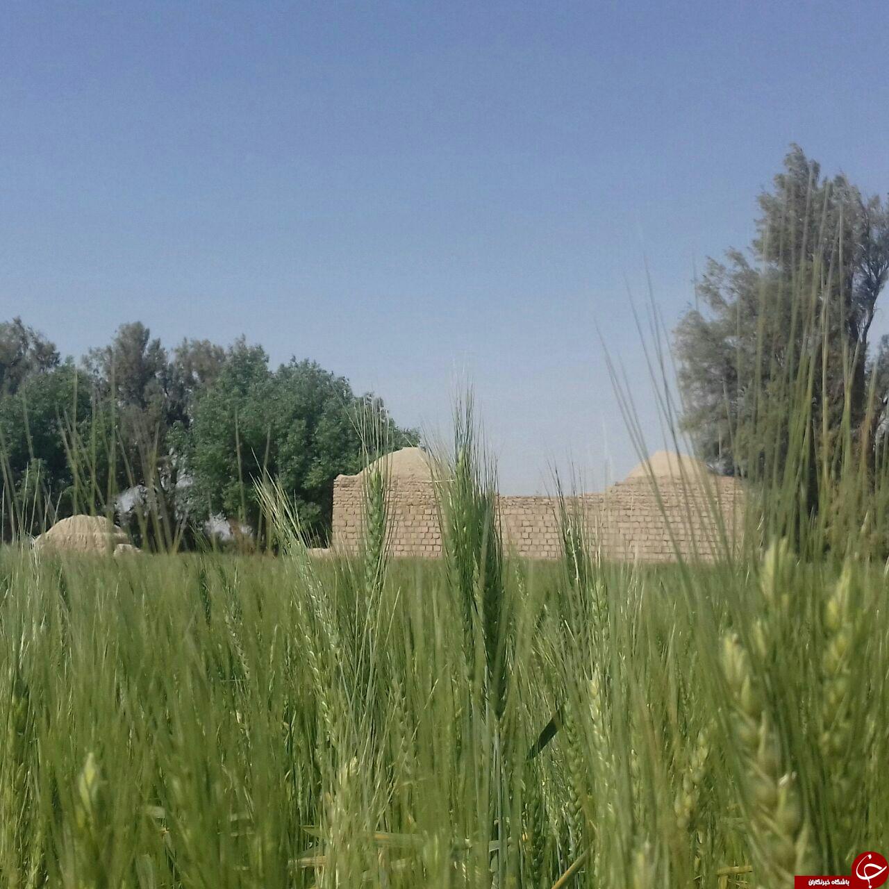 چشم&zwnj;اندازی به مزرع گندم در پلگی&zwnj;خمر + تصاویر