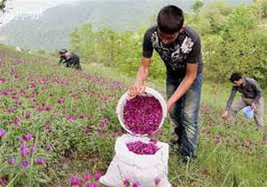کشت گیاهان دارویی در مدارس گلستان