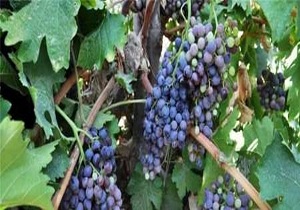 توسعه باغات مثمر با ارزش افزوده مناسب در شهرستان های مرزی