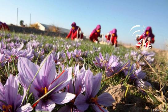 کشت آزمايشی زعفران در باميان نتيجۀ بهتر داشته است