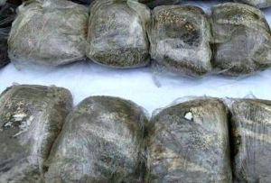 تریاک جاسازی شده در بارخیار به مقصد نرسید