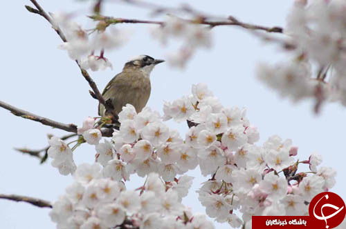 تصاویر روز: از همراهی یک ملخ با رئیس جمهور زیمباوه تا حمله به نامزد ریاست جمهوری فرانسه