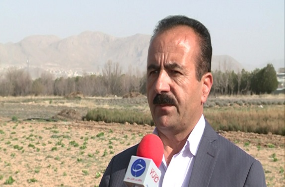 کاهش تراکم کرفس کوهی در چهارمحال و بختیاری