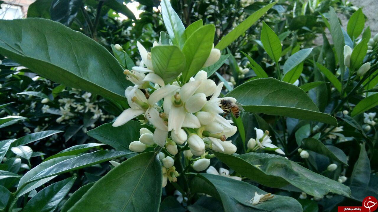 شکوفه&zwnj;های زیبای بهاری در ساری + فیلم و تصاویر