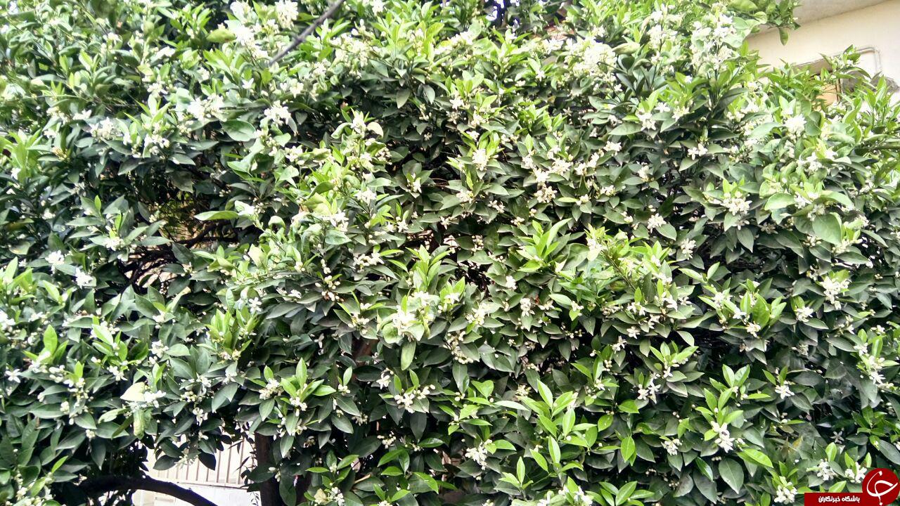 شکوفه&zwnj;های زیبای بهاری در ساری + فیلم و تصاویر