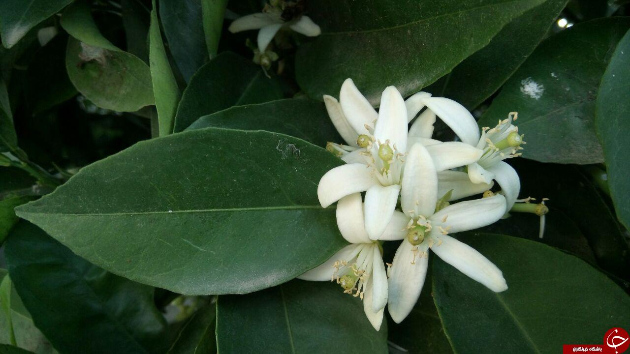 شکوفه&zwnj;های زیبای بهاری در ساری + فیلم و تصاویر