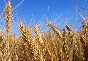 خريد تضمينی جو در استان آغاز شد