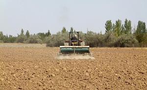 اختصاص 198 هکتار از مزارع استان مرکزی به کشت گندم