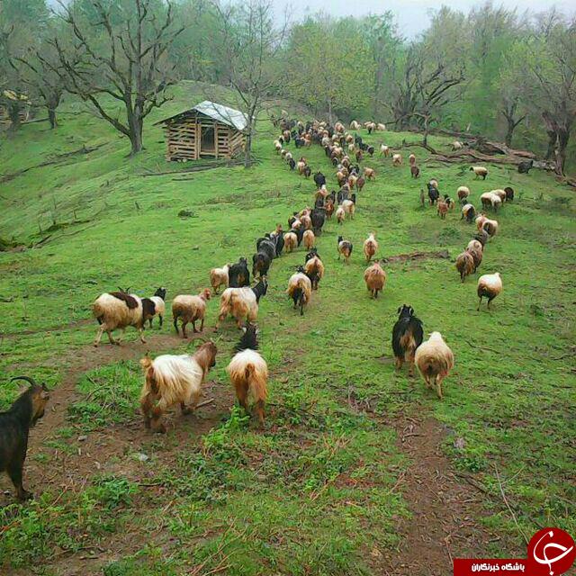 نمایی از طبیعت بهاری در تالش + تصاویر