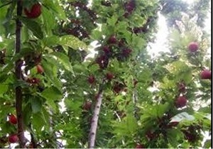 افزایش سطح زیر کشت محصولات باغی در اردبیل
