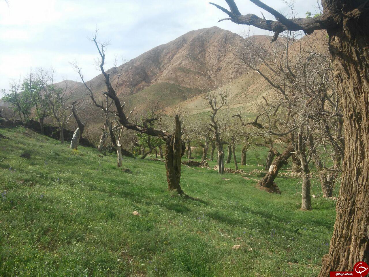 طبیعت بکر و گردشگری روستای &laquo;شیخ علی&raquo; + تصاویر