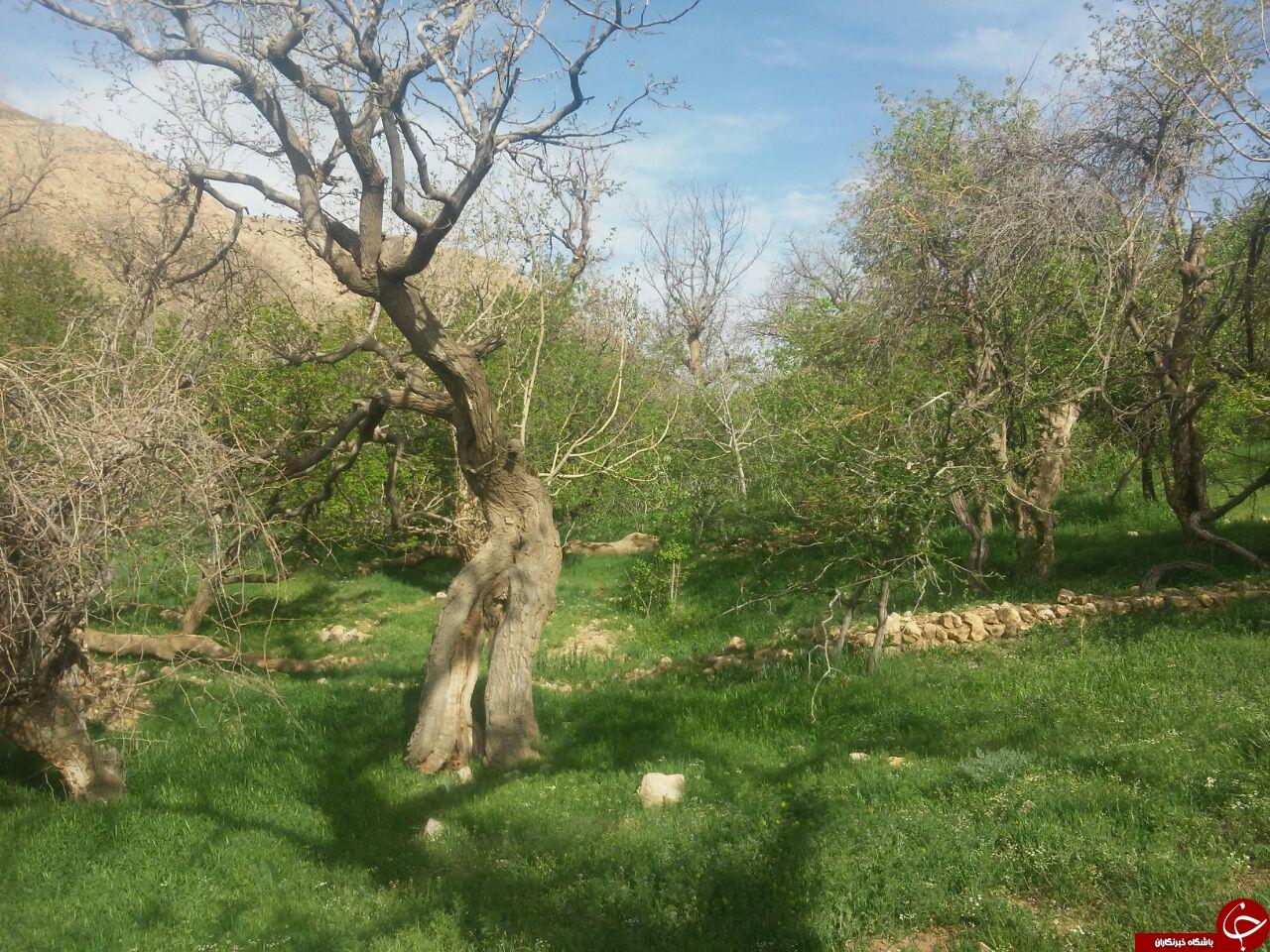 طبیعت بکر و گردشگری روستای &laquo;شیخ علی&raquo; + تصاویر