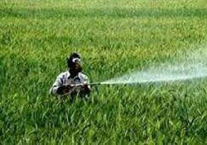مبارزه با آفت سن در 350 هکتار از مزرعه های آران و بیدگل انجام شد