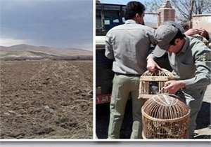 ۶ قطعه کبک در زیستگاههای میاندوآب رها شد