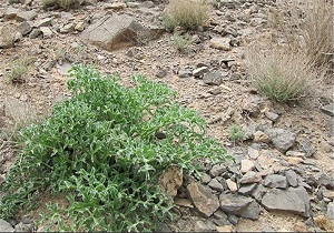 از نفیس ترین سوغات دیار کویر تا ماشین های کلاسیک
