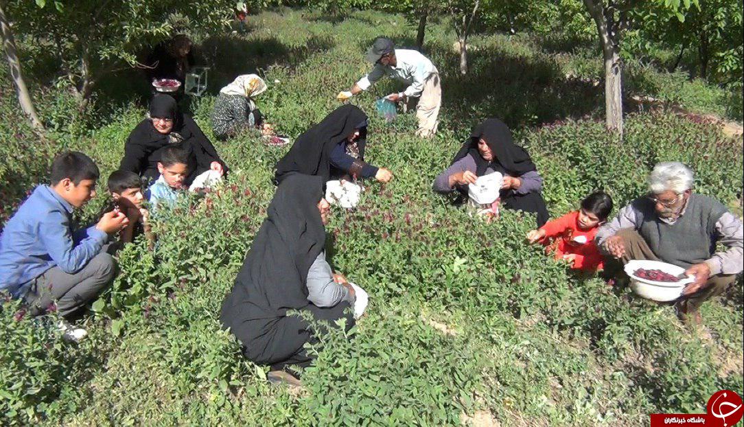 گیاهانی که اشتغال ایجاد می&zwnj;کنند + تصاویر
