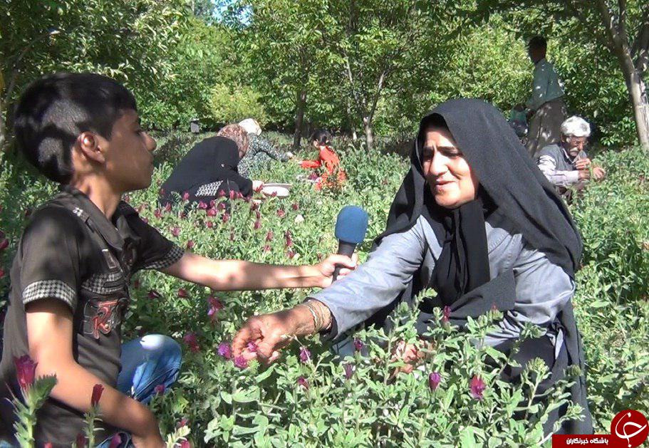 گیاهانی که اشتغال ایجاد می&zwnj;کنند + تصاویر
