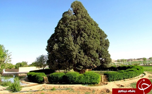 دومين موجود زنده مسن دنيا در ابركوه +تصاویر