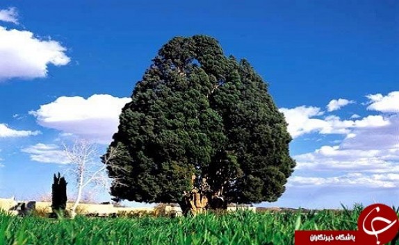 دومين موجود زنده مسن دنيا در ابركوه +تصاویر