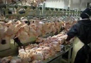 کشتارگاه مرغ سلماس با ظرفیت تولید سالانه 180 هزار قطعه افتتاح می‌شود