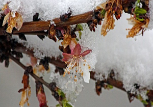 خطر سرمازدگی در کمین شکوفه&zwnj;های بادام