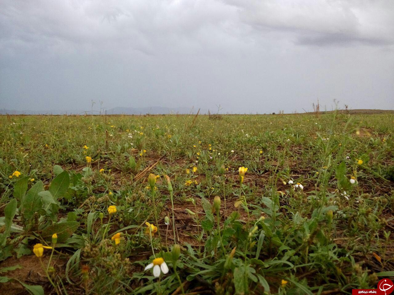طبیعت زیبای خورموج بعد از باران بهاری + فیلم
