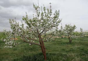 نمایی از طبیعت بهاری در سمیرم + تصاویر