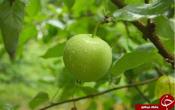 توجه! به این درخت ممنوعه نزدیک نشوید+ تصاویر