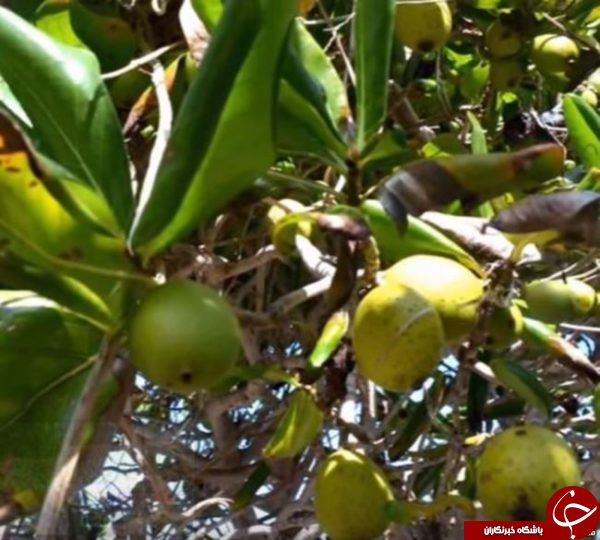 توجه! به این درخت ممنوعه نزدیک نشوید+ تصاویر