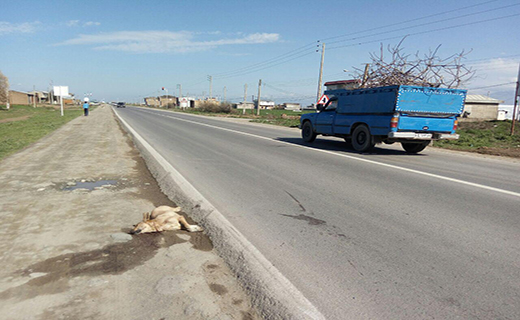 یادداشت شهروند خبرنگار: مراقب حیوانات در جاده&zwnj;های گلستان باشید
