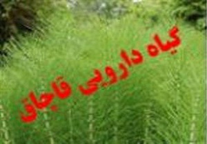 کشف شش تن گیاهان دارویی قاچاق در خاتم