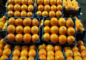 توزیع نیمی از ذخیره میوه شب عید