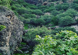 طبیعت را زنده نگه داریم