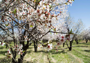 چوم سوزان راهی برای مقابله با سرمازدگی باغات