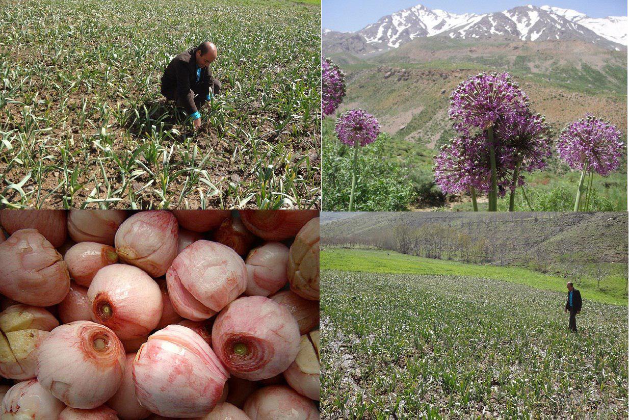 بادام و موسیر کوهستانی در نهاوند کشت شد
