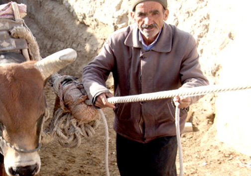 تنها گاوچاه نصف جهان